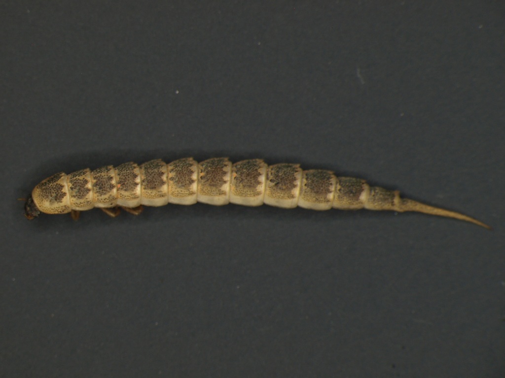 Haliplus sp.